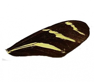 H CHARITHONIA FRONT WING